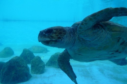 海洋博公園