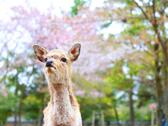 奈良公園