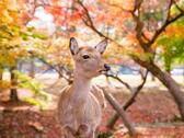 奈良公園