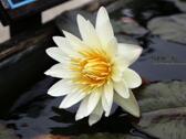 東南植物樂園