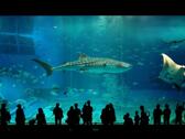 沖繩美麗海水族館