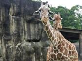 台北市立動物園