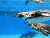 COEX水族館
