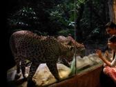 夜間野生動物園