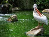 吉隆坡雀鳥公園