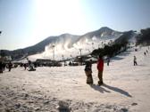 芝山森林滑雪度假村