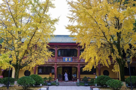 東林寺銀杏