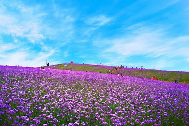 馬鞭草花海
