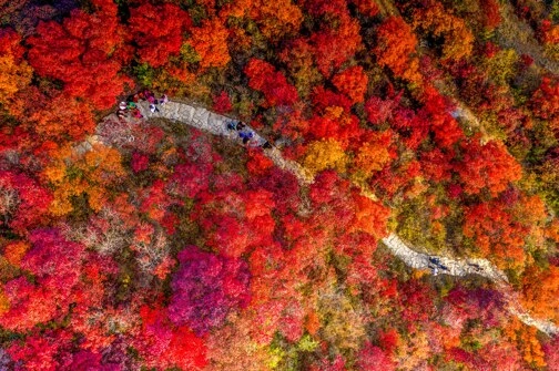 《深秋秘景~黃金銀杏林+紅葉之鄉+大閘蟹》【「蟹」逅金秋~任食秋冬大閘蟹盛宴】【福果養生老鴨湯+梅嶺鵝王宴】保證入住獨立別墅星空玻璃房 韶關美景純玩3天團 《深秋秘景~黃金銀杏林+紅葉之鄉+大閘蟹》【「蟹」逅金秋~任食秋冬大閘蟹盛宴】【福果養生老鴨湯+梅嶺鵝王宴】保證入住獨立別墅星空玻璃房 韶關美景純玩3天團