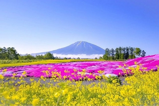 北海道 花の美景5天之旅《出發日期: 5月1日至8月31日》