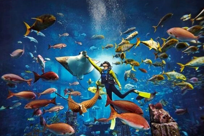Atlantis Sanya Hotel-水族館