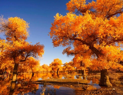 【4鑽】內蒙古🍂金秋胡楊林、探秘黑水城、穿越地球之心、鄂爾多斯草原9天深度遊
額濟納旗🍂金色森林~胡楊林、全天遊覽一至八道橋、居延海、怪樹林海、四驅車三湖穿越、鄂爾多斯草原(篝火晚會)、成吉思汗陵 【4鑽】內蒙古🍂金秋胡楊林、探秘黑水城、穿越地球之心、鄂爾多斯草原9天深度遊
額濟納旗🍂金色森林~胡楊林、全天遊覽一至八道橋、居延海、怪樹林海、四驅車三湖穿越、鄂爾多斯草原(篝火晚會)、成吉思汗陵
