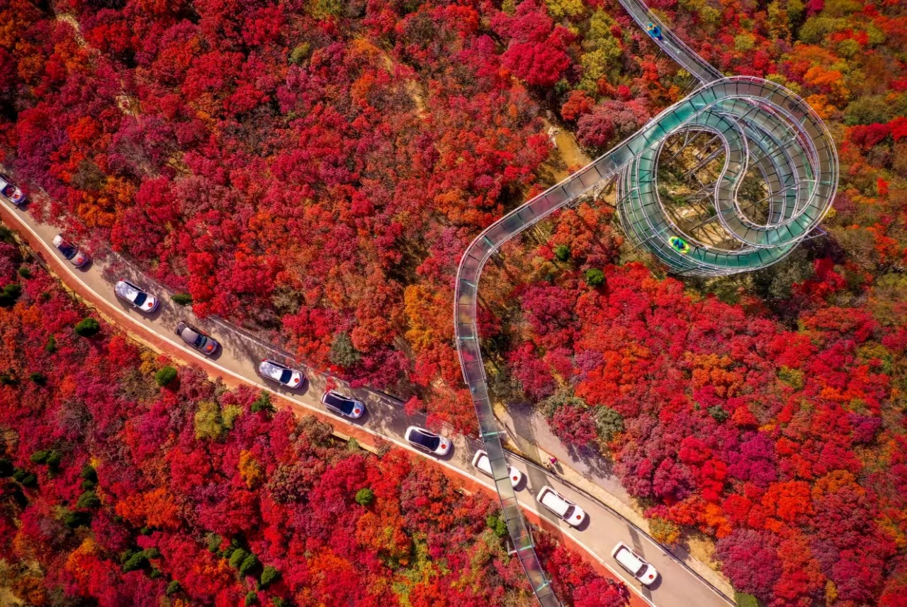 【4鑽】《季節限定》【國泰航空】🍁 秋韻齊魯~山東紅葉賞秋🍁5天升純團  青島(八大關🍁 、啤酒博物館)、淄博(紅葉柿岩景區🍁)、泰安(五嶽之首~泰山)、濟南(紅葉谷生態文化旅遊區🍁 )