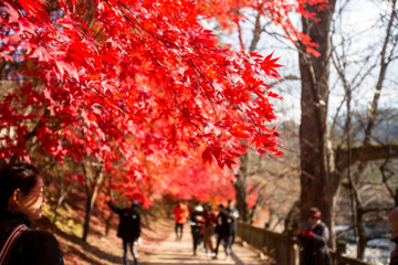 【周年推廣團】龍平+首爾 5 天悠遊之旅 ※龍平度假村 YongPyong Resort X 2晚《限定出發：9月22,29日，10月2,9,16,23,30日，11月1,8,15,22,29日》